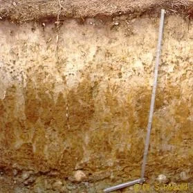 Pseudogley