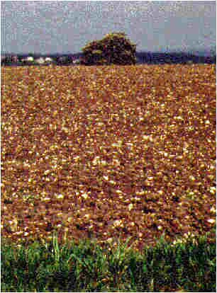 Steine aus der Hauptterrasse