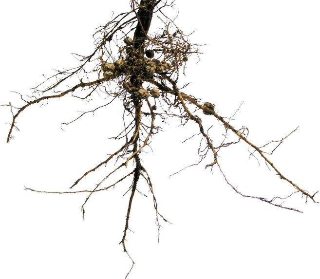 rhizosphere