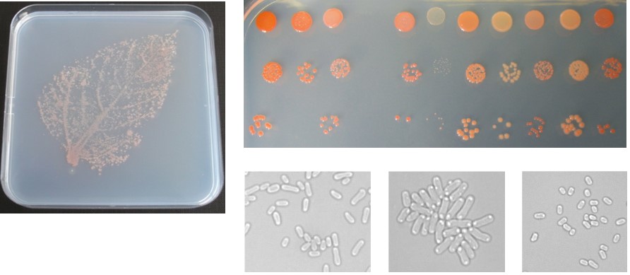 Methylobacterium